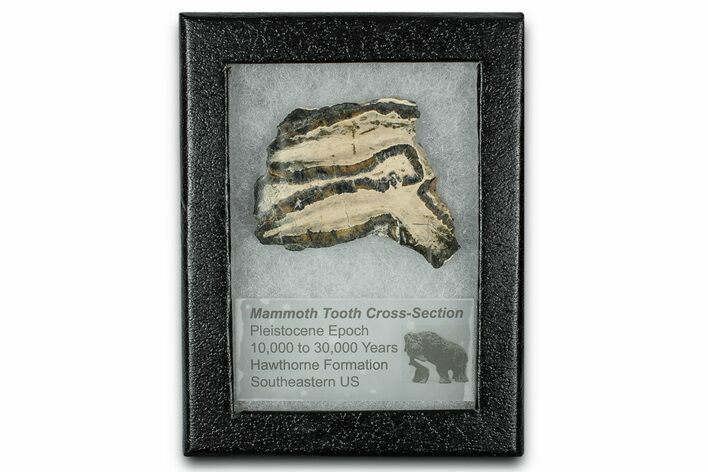 Mammoth Molar Slice With Case - South Carolina #350008